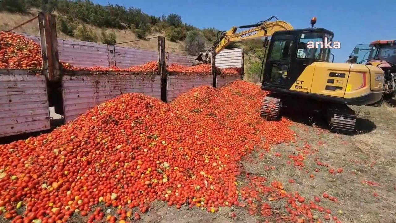 Bursa'da ürünü elinde kalan çiftçi, 30 ton domatesi yere döktü