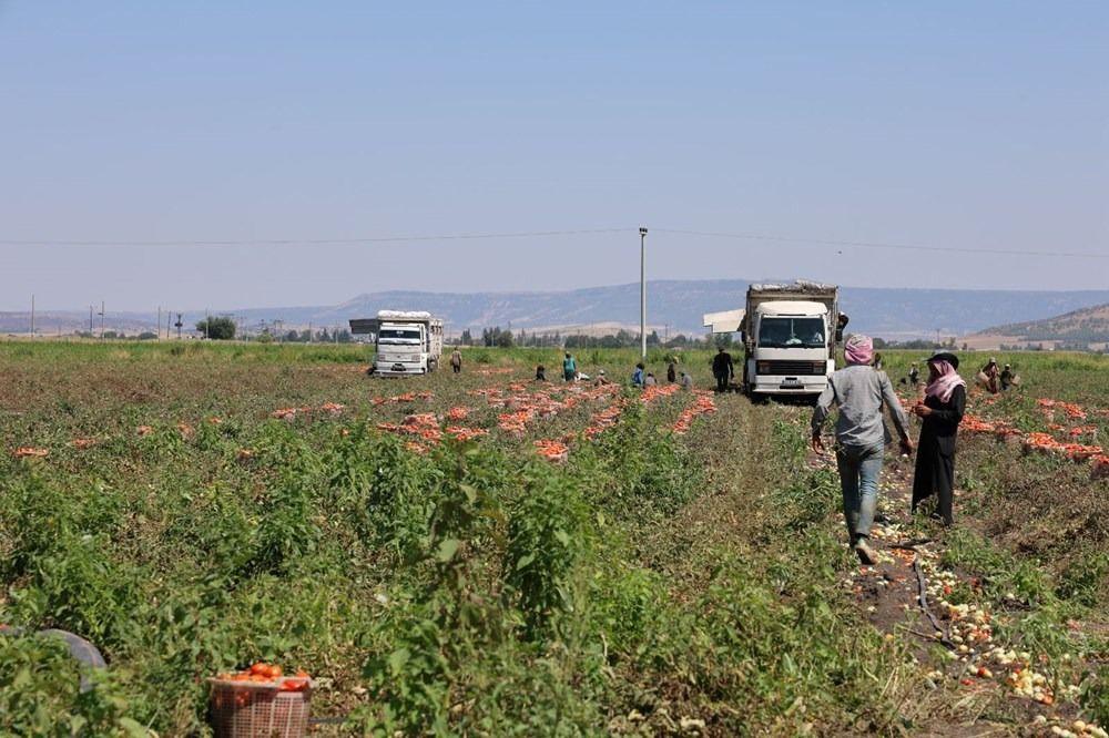 Deprem bölgesinde umut: Güneşte kurutulan domatesler ihraç ediliyor - Sayfa 3