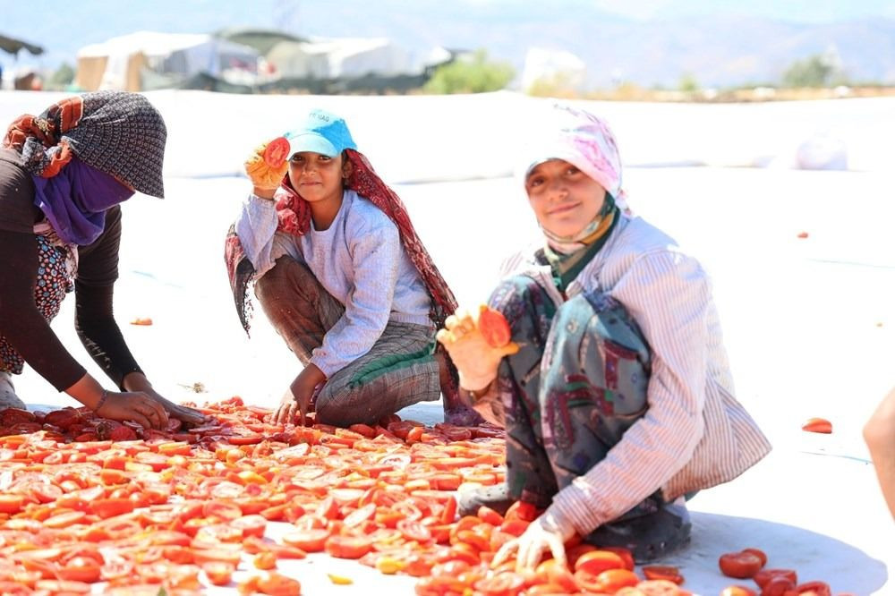 Deprem bölgesinde umut: Güneşte kurutulan domatesler ihraç ediliyor - Sayfa 1