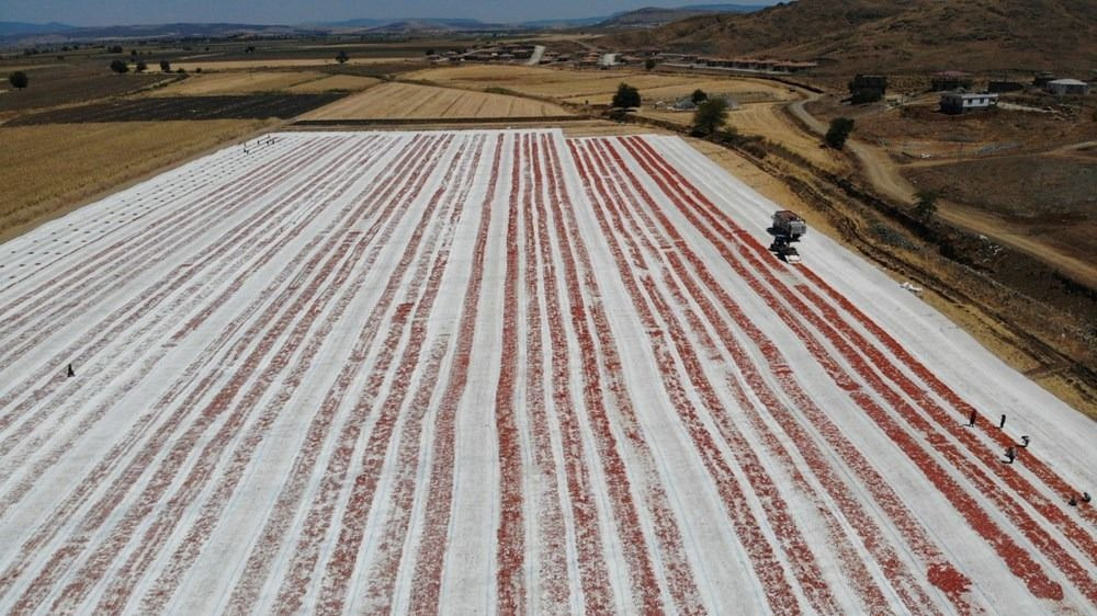 Deprem bölgesinde umut: Güneşte kurutulan domatesler ihraç ediliyor - Sayfa 2