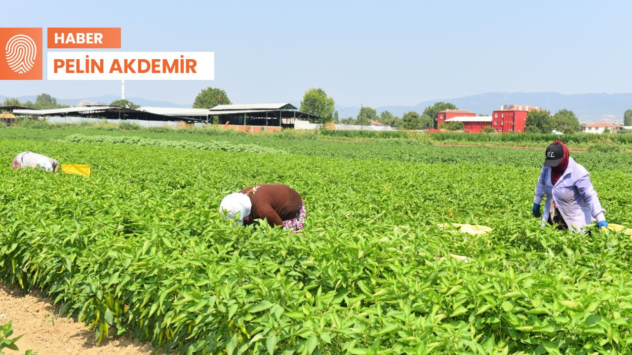 Bursa'da üretici dertli: Plansız ekildi, ürünler elde kaldı