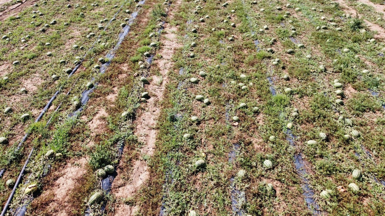 Hasat vakti geldi, 700 dönüm ürün tarlada kaldı