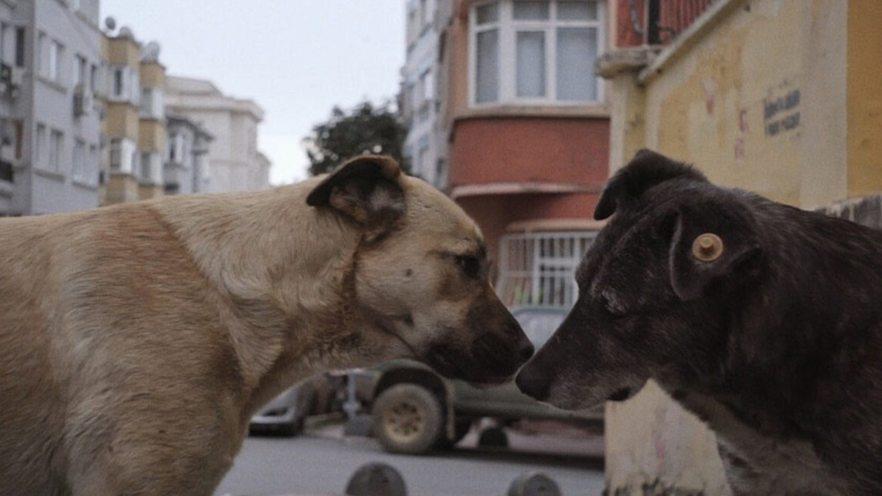 İstanbul’un sokak köpekleri belgeseli 'Stray', 4 Eylül’de Küçükçiftlik bahçe’de