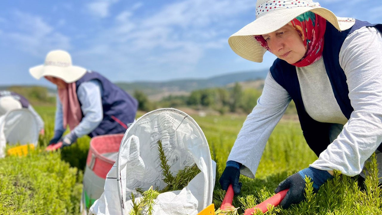 Kocaeli'de tıbbi ve aromatik bitki projesi kapsamında hasat başladı