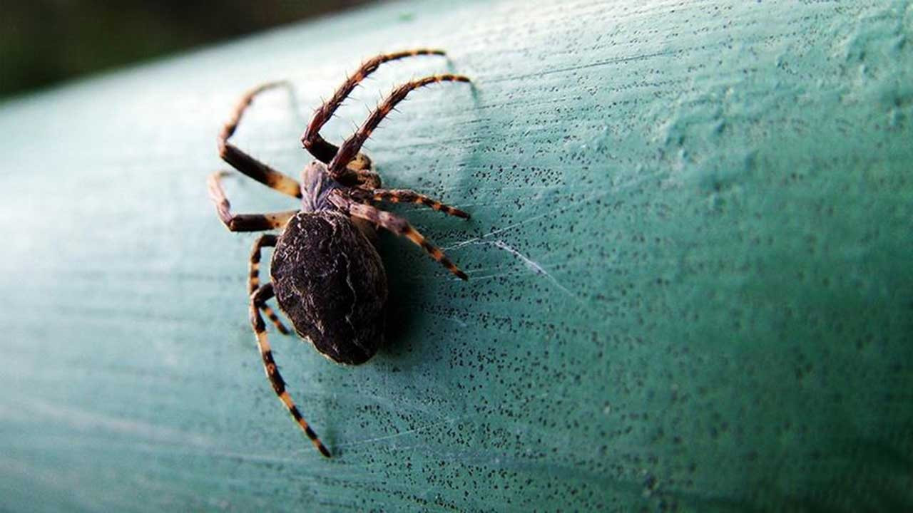 Böcek ısırıkları ve sokmalarında ilk 20 saniye önemli