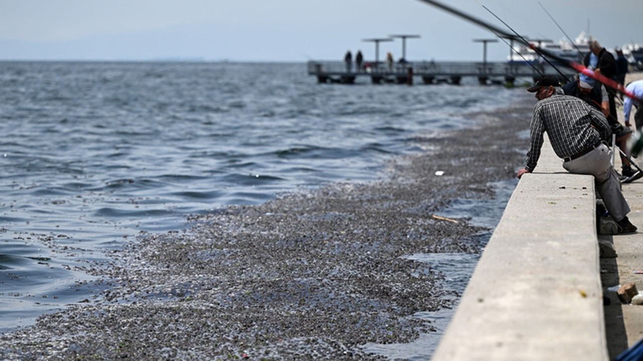 İzmir Körfezi'nde ölü balık alarmı