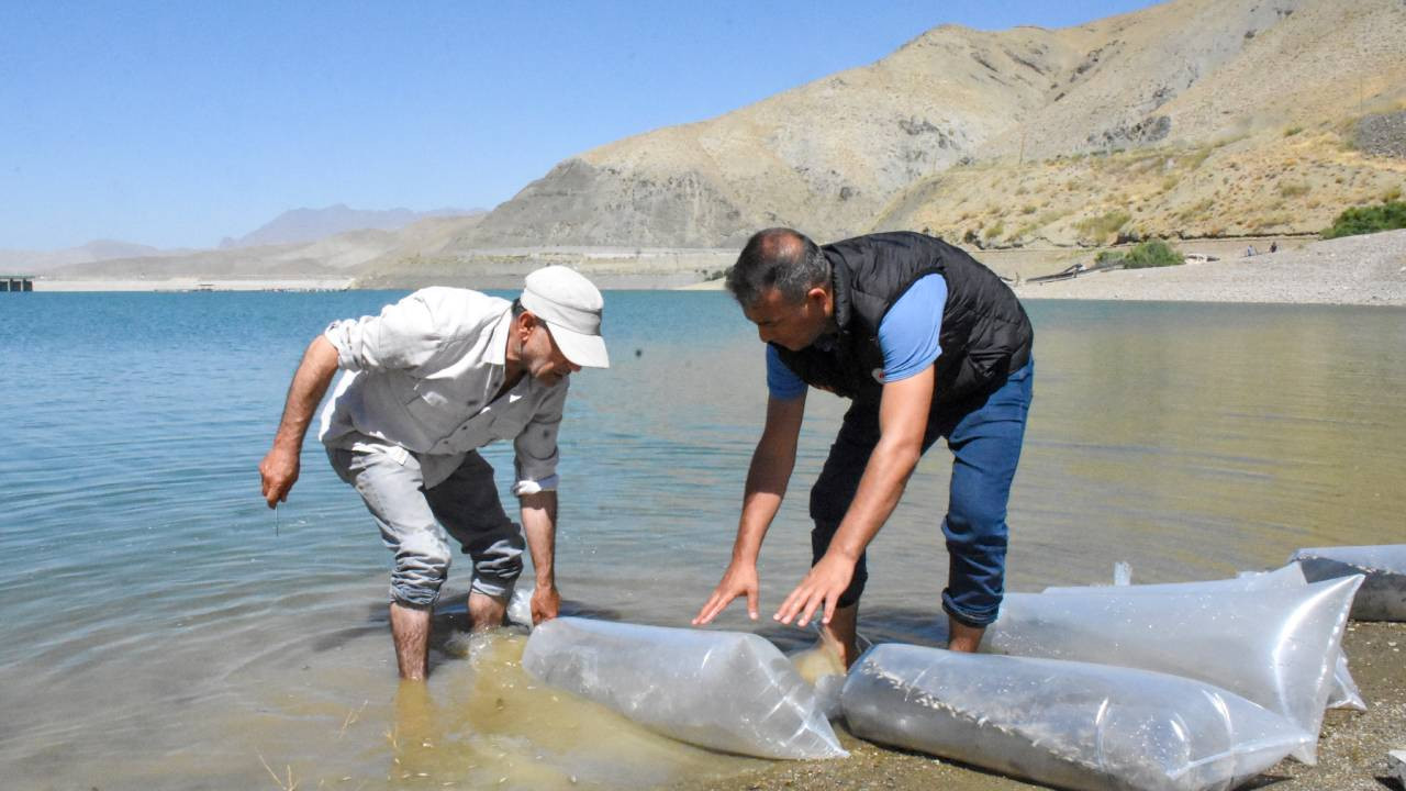 Van'da su kaynaklarına 400 bin sazan yavrusu bırakıldı