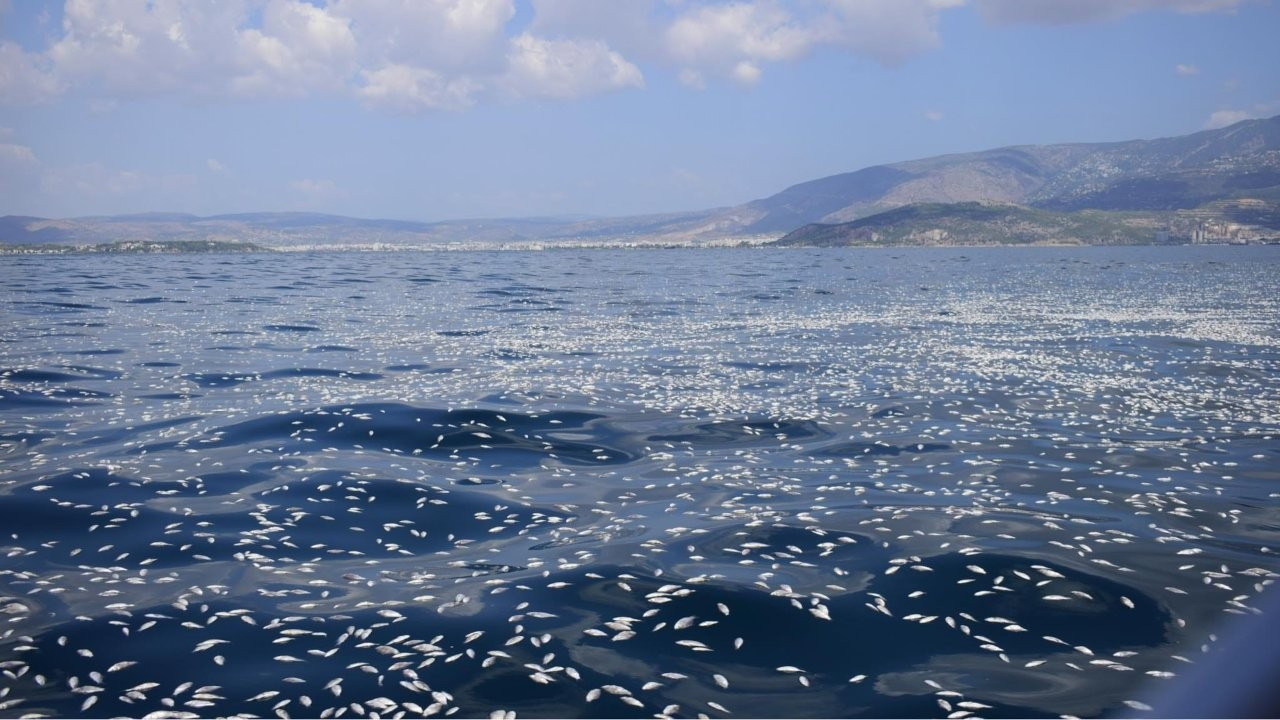 Yunanistan'da limana milyonlarca balık ölüsü vurdu