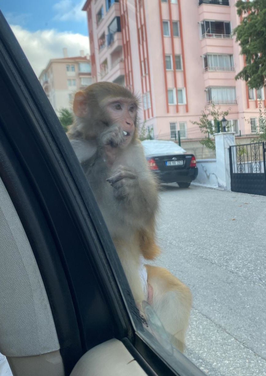 Çorum'da sokağa kaçan maymun bir kişiyi yaraladı - Sayfa 1