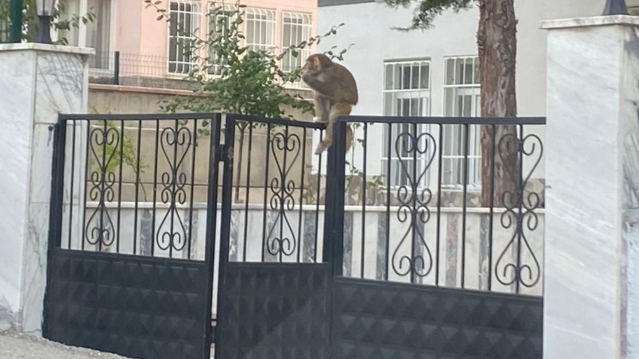 Çorum'da sokağa kaçan maymun bir kişiyi yaraladı