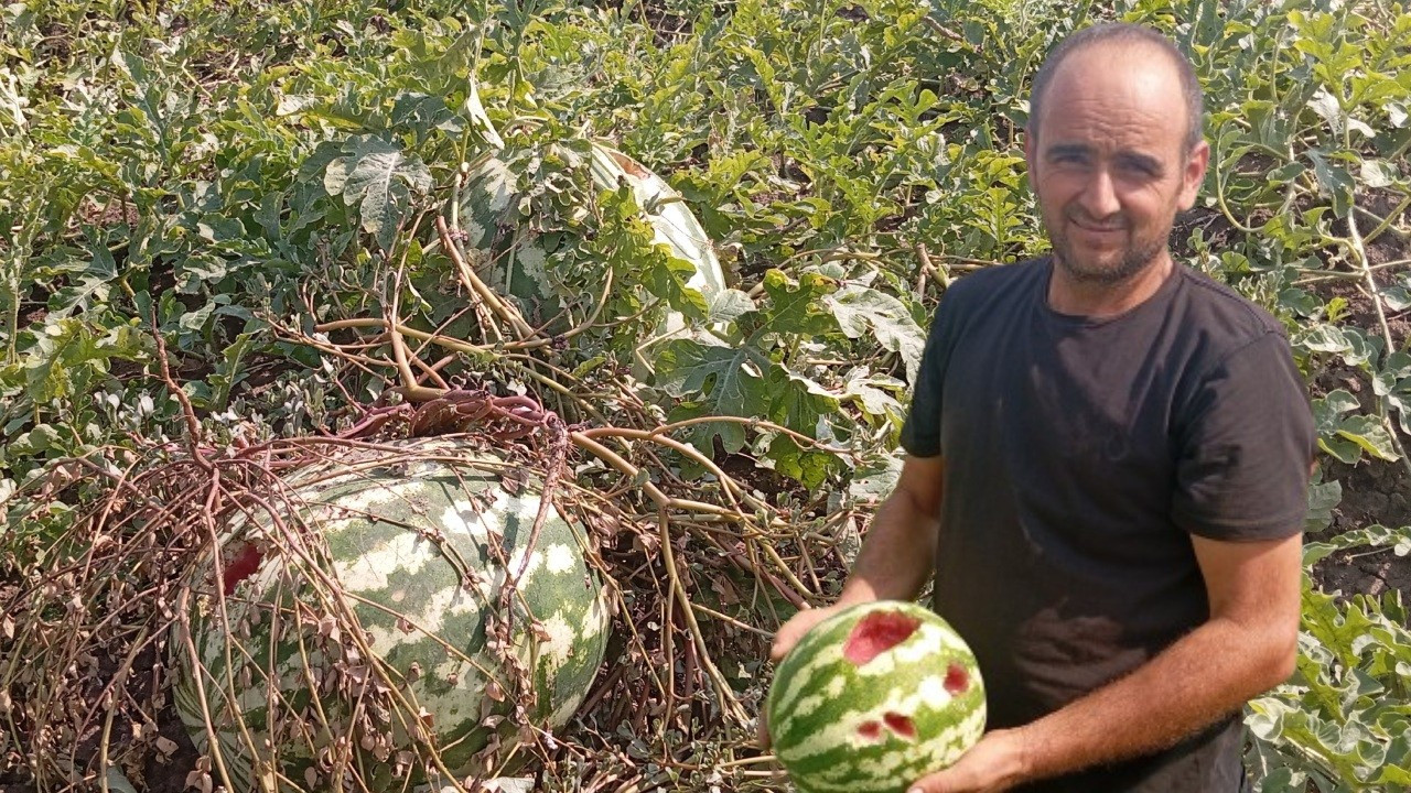 Çiftçinin satamadığı karpuzları kargalara yem oldu