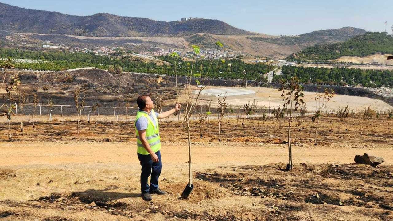 İzmir'de yanan ormanlarda yapraklar yeniden yeşermeye başladı