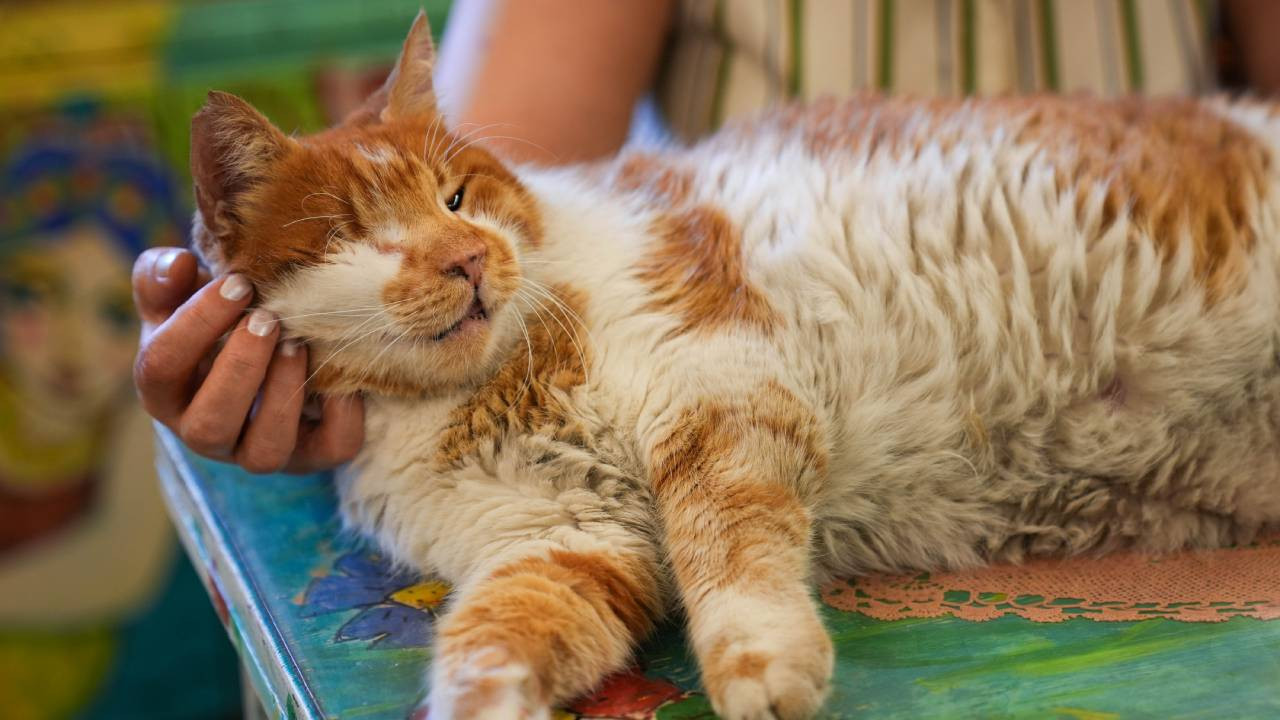 Kızlarağası'nın maskotu Tarçın, Garfield'a benzerliğiyle ilgi çekiyor