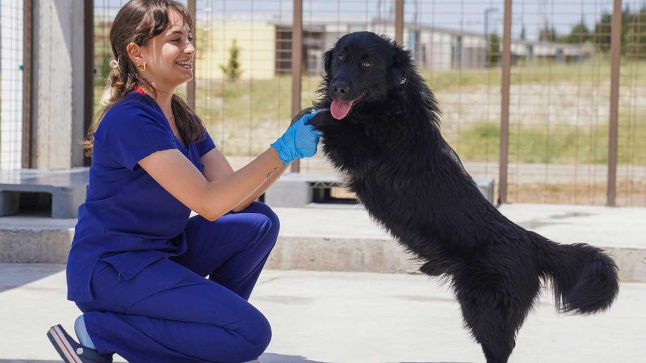 'Sahipsiz Köpek Popülasyonu Yönetimi İzmir Eylem Planı' hazırlandı