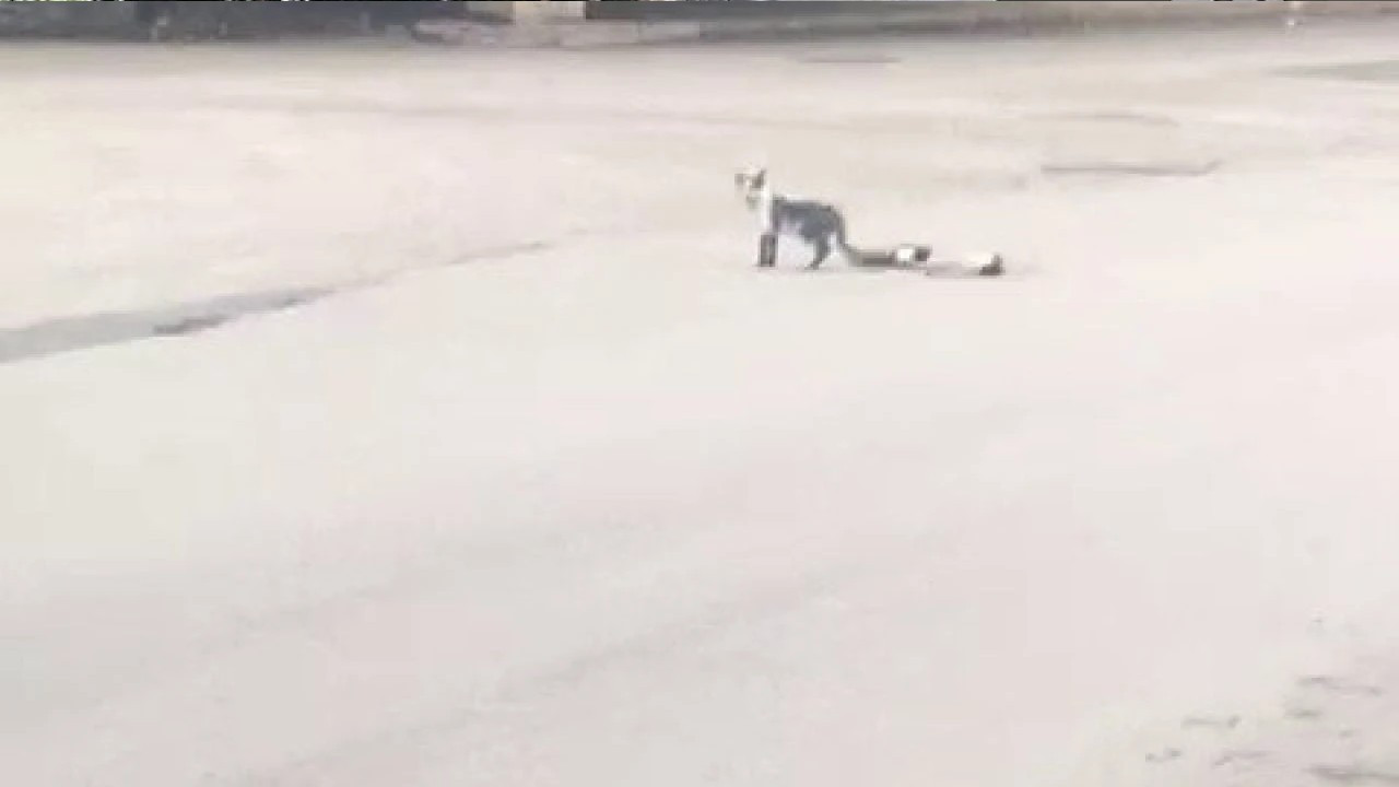 Karabük'te yavru kedi ölen annesinin başından ayrılmadı