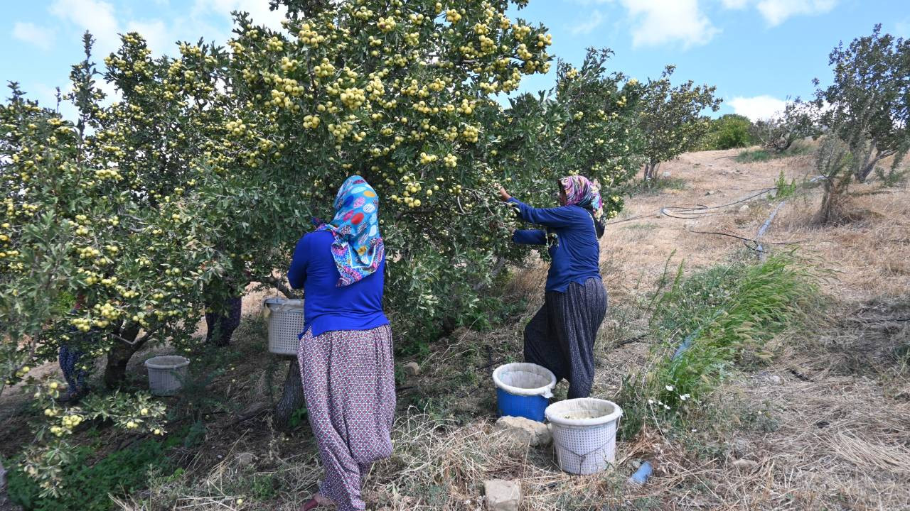 Hatay'da üretilen alıcın hasadına başlandı