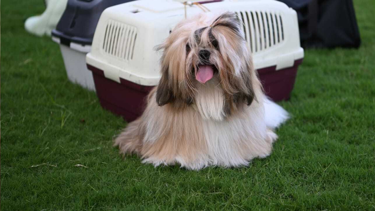 Kuşadası'nda İnternational Dog Show' başladı