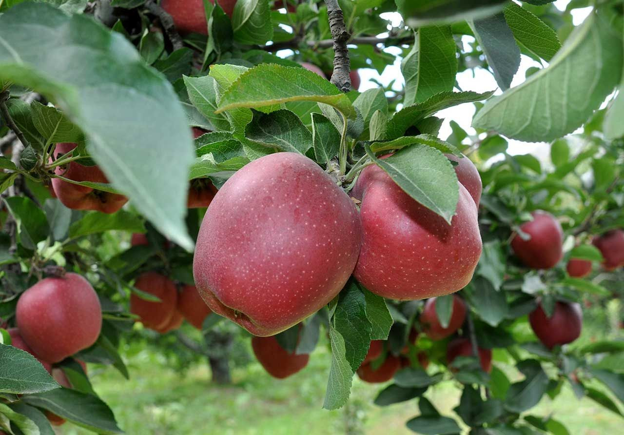 Elmada 'kalıntı' uyarısı: 47 üreticiye ceza uygulandı - Sayfa 1