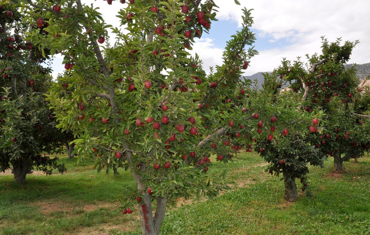 Elmada 'kalıntı' uyarısı: 47 üreticiye ceza uygulandı - Sayfa 4