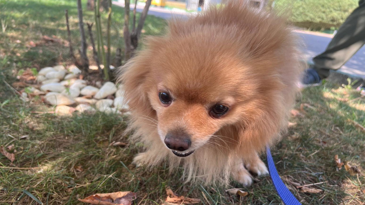 Sahibi tarafından şiddet gören köpekler HAYTAP'a teslim edildi