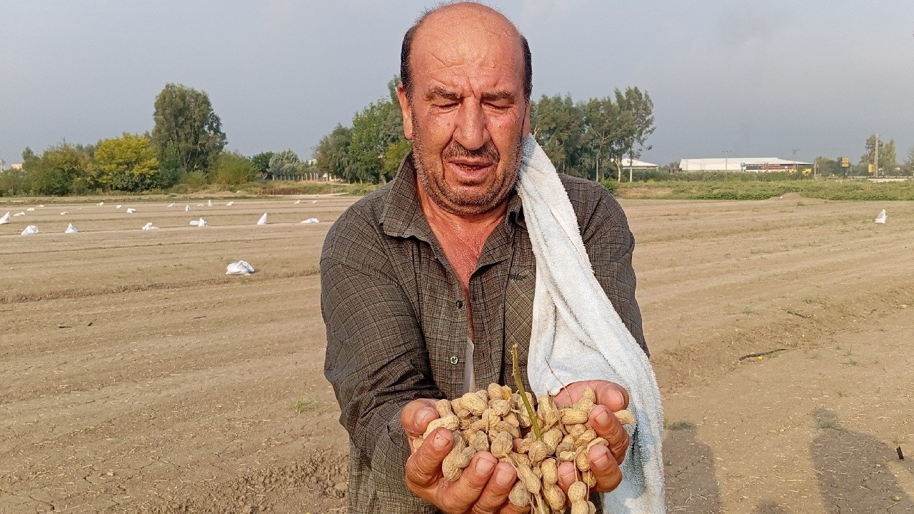 Yer fıstığı hasadı başladı, fiyatı 56 TL'den 28 TL'ye düştü