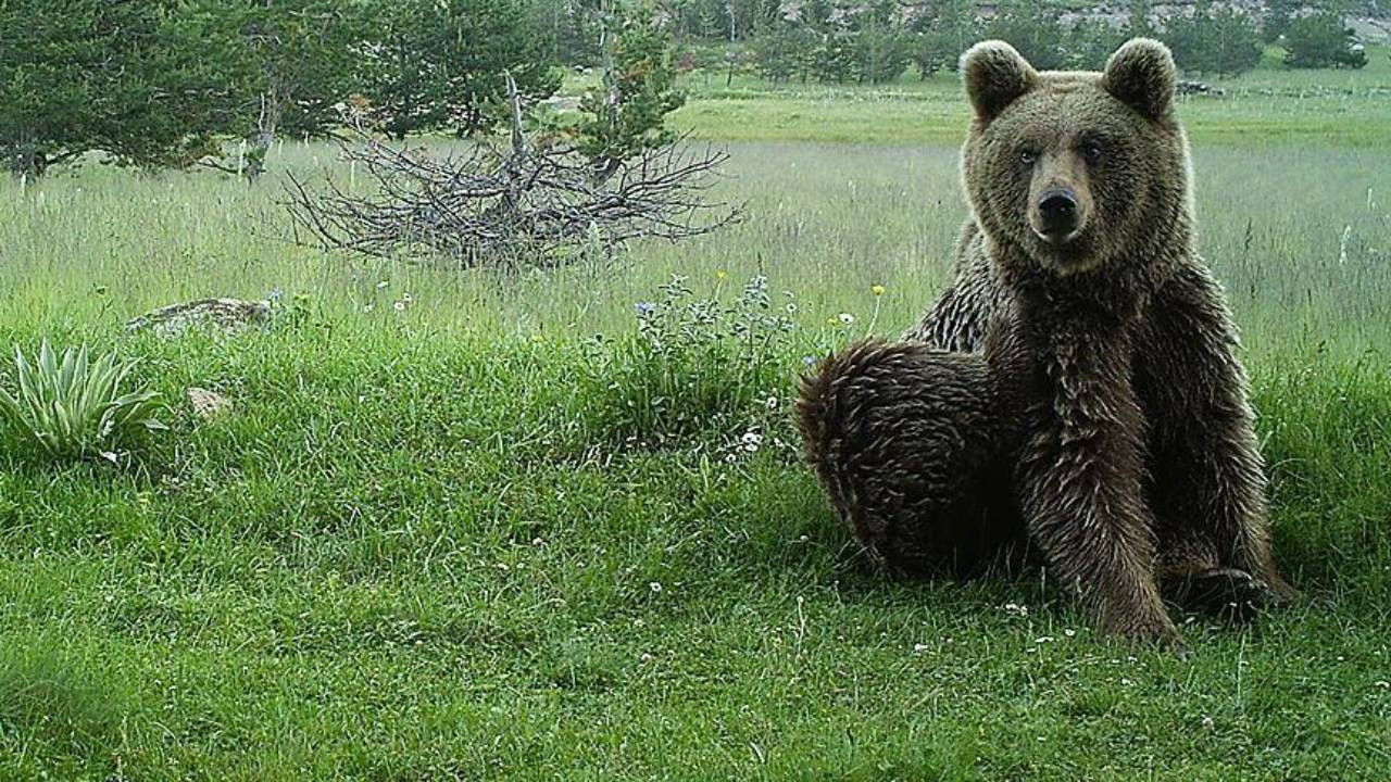 Kars'ta bozayı ve yavruları çöpte yiyecek ararken görüntülendi