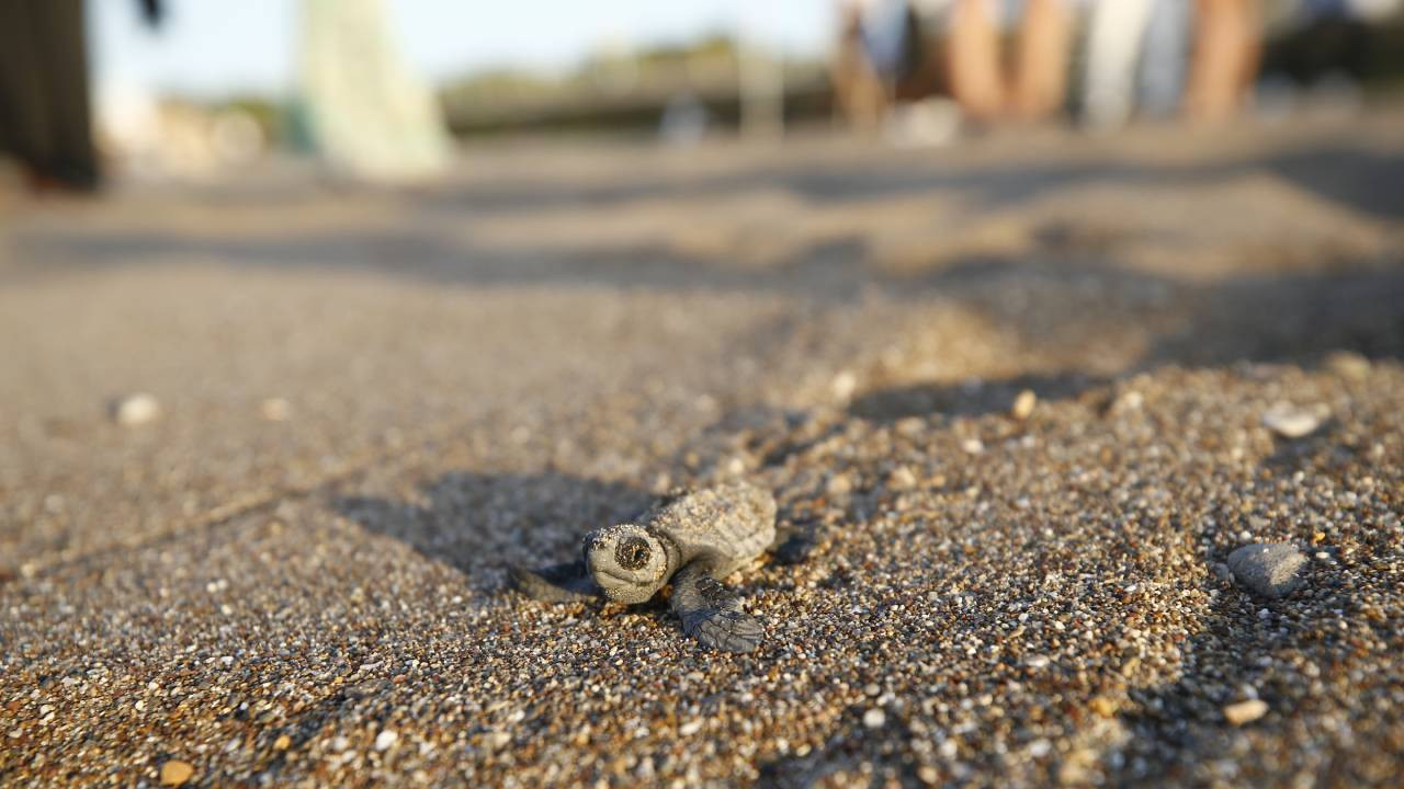 Belek ve Kızılot sahillerinde caretta caretta yuvası 6 bine ulaştı