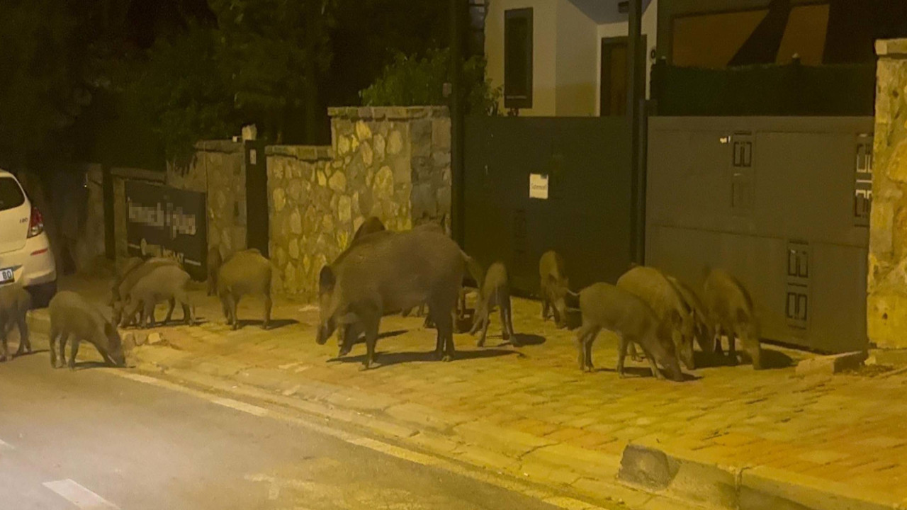 Aç kalan domuzlar Bodrum sokaklarında yiyecek aradı