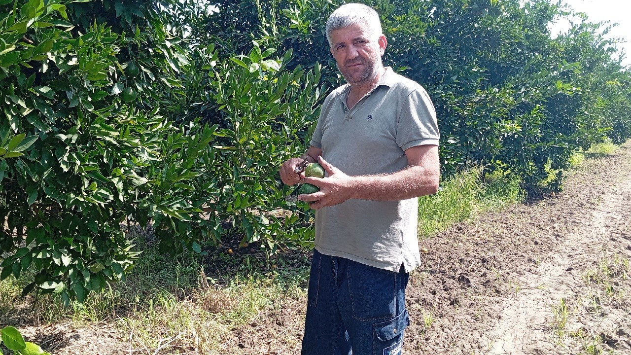 Osmaniye'de mandalina hasadı başladı: Markette 40 TL, tarlada 7 TL