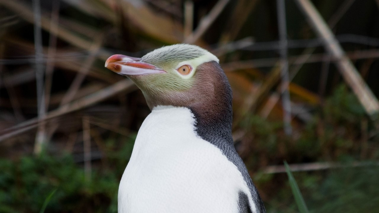 Kötü kokulu çekingen penguen 'yılın kuşu' seçildi