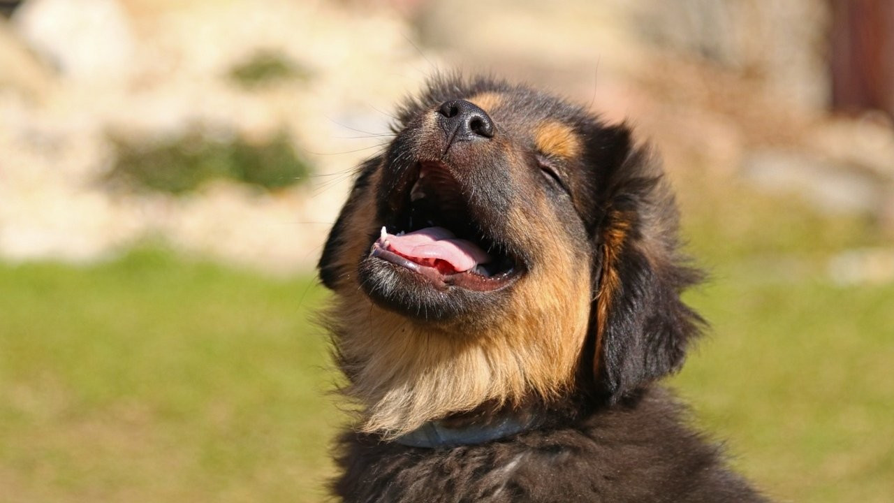 İnsan ve köpeklerin beyni göz göze gelince senkronize oluyor