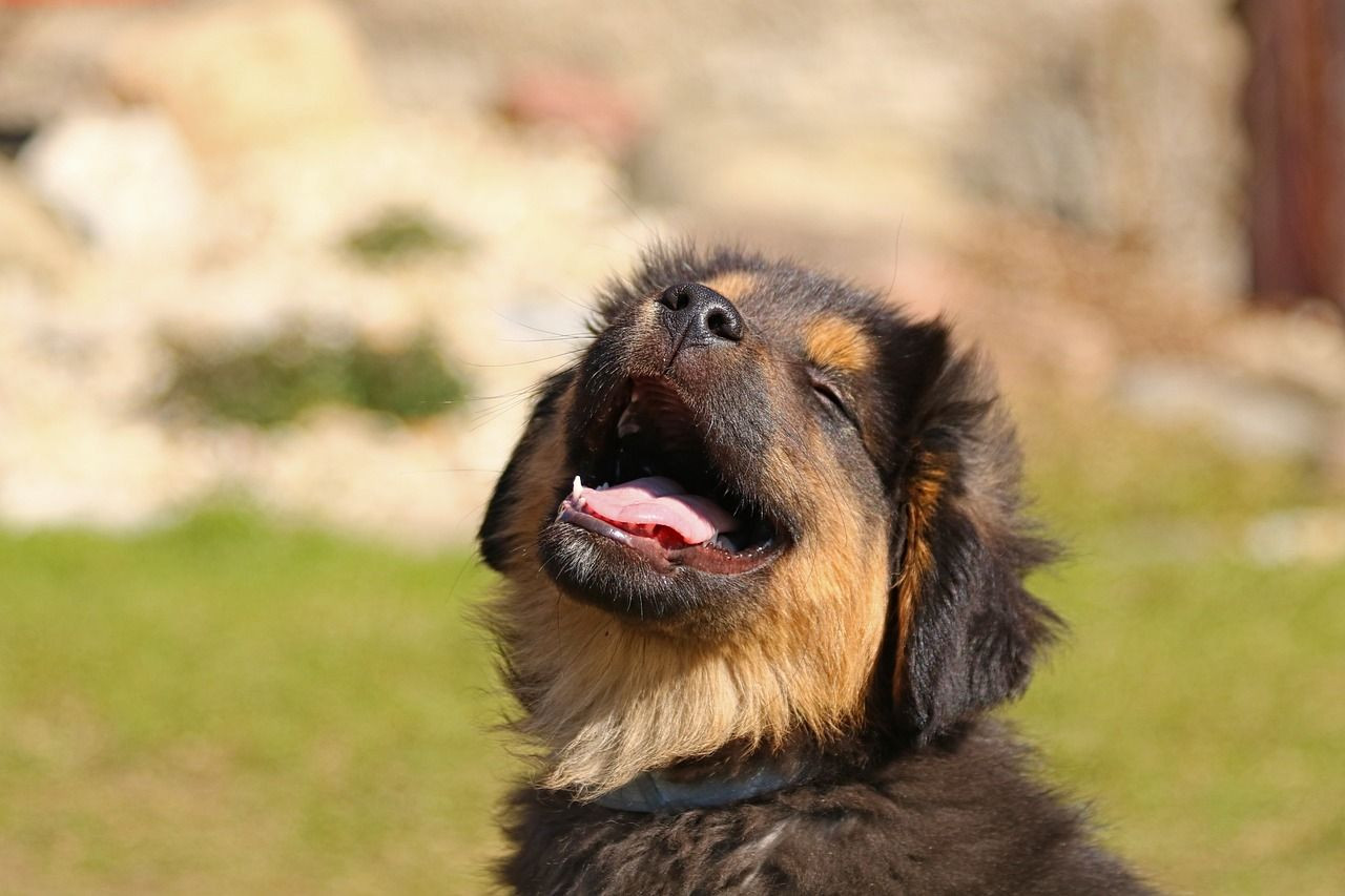 Araştırma: İnsan ve köpeklerin beyni göz göze gelince senkronize oluyor - Sayfa 2