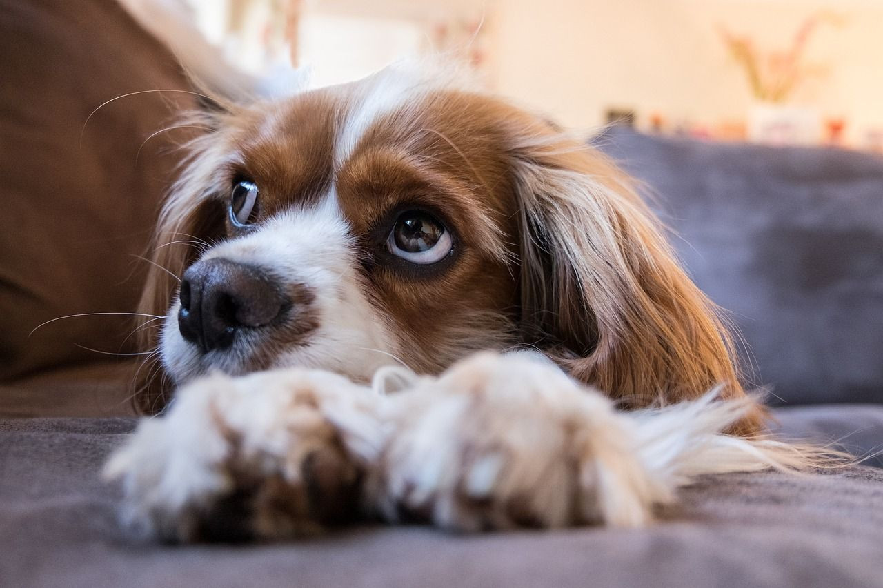 Araştırma: İnsan ve köpeklerin beyni göz göze gelince senkronize oluyor - Sayfa 1