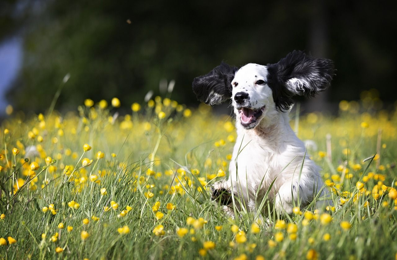 Araştırma: İnsan ve köpeklerin beyni göz göze gelince senkronize oluyor - Sayfa 4