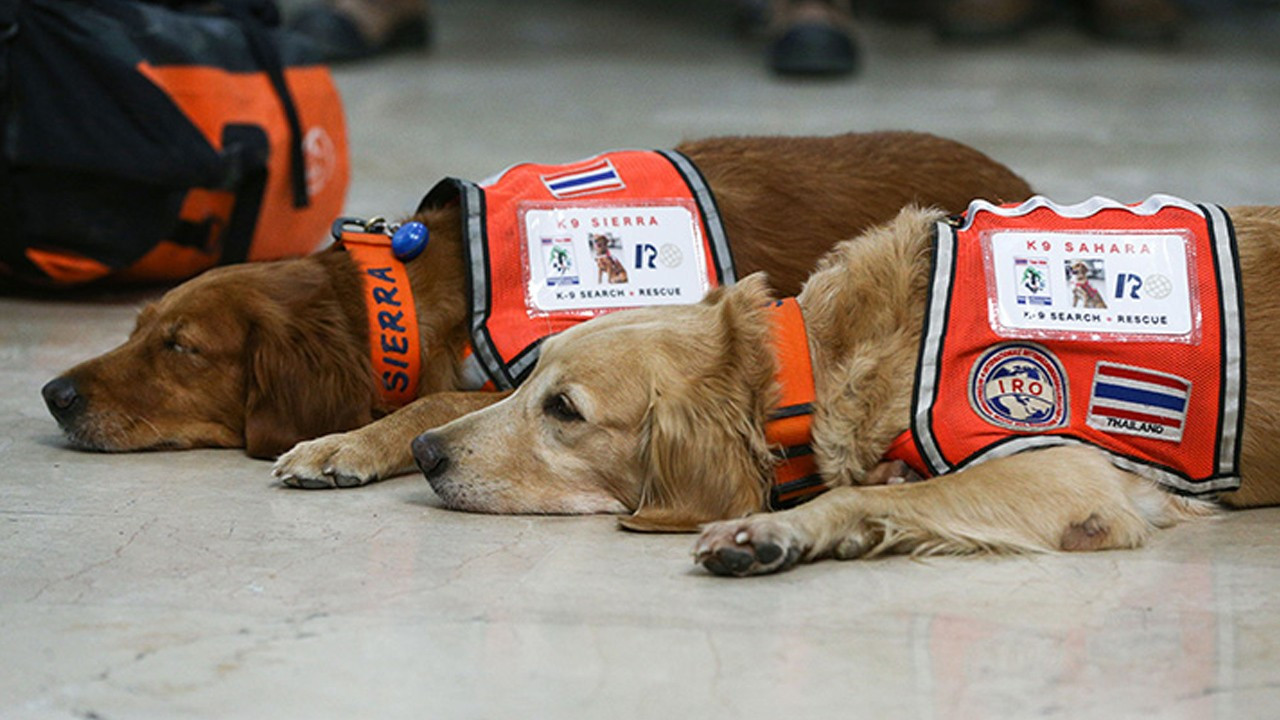 Vefa: Emekli mayın arama köpeklerine özenle bakılıyor