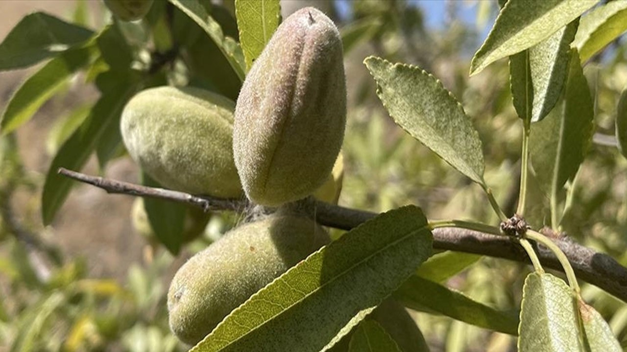 Badem ormanı ile erozyonu önlediler, ek gelir elde ettiler