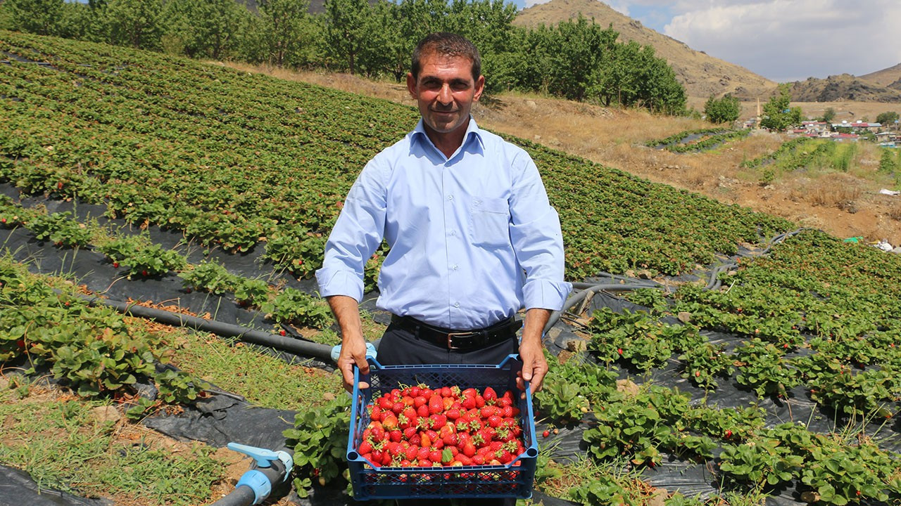 'Çilek Tutan Kınalı Eller' projesi ile 900 dekara çilek ekildi