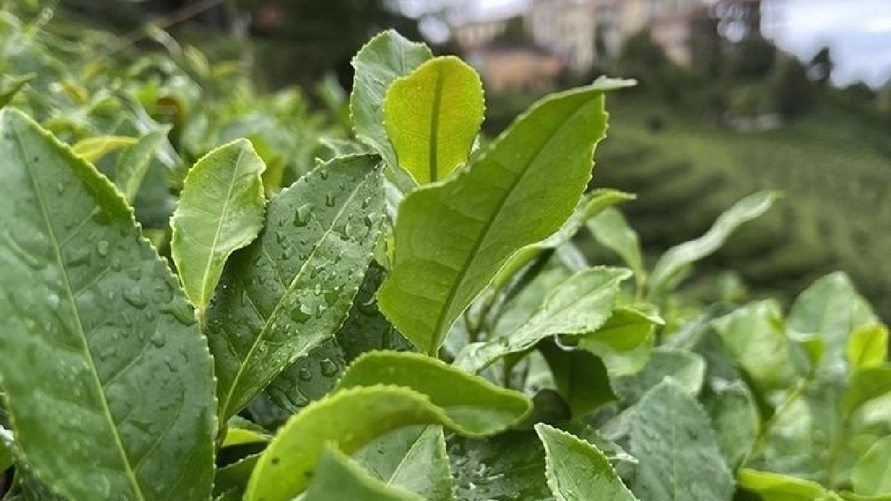 ÇAYKUR, randevulu yaş çay alım sistemini kaldırdı