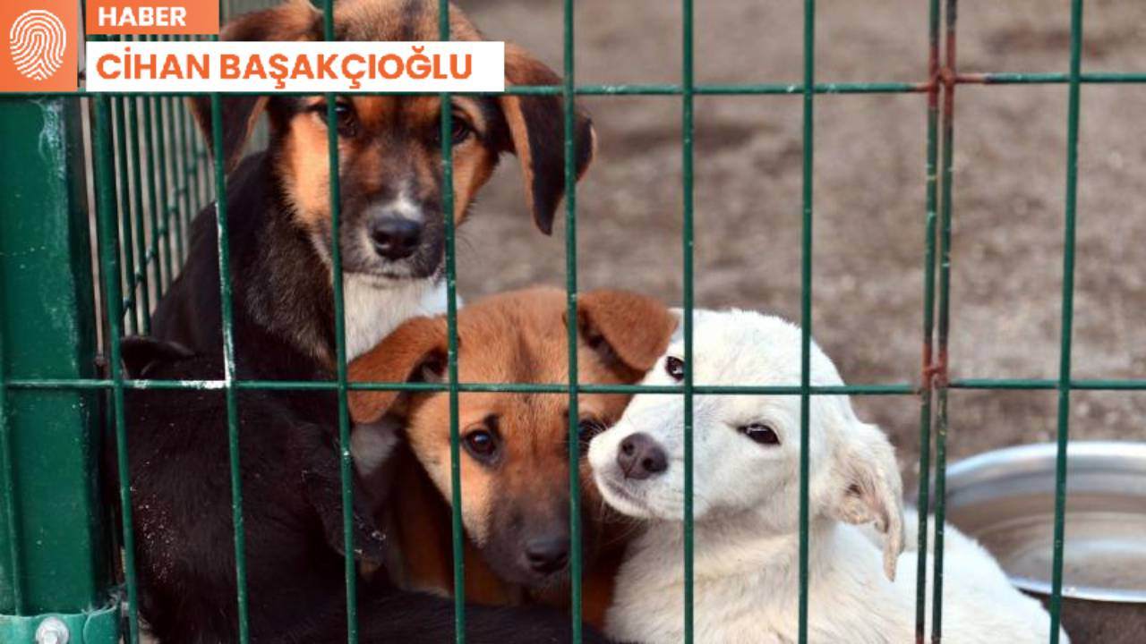 İki yavru köpeği şişleyerek öldürdü, savcı beraat istedi