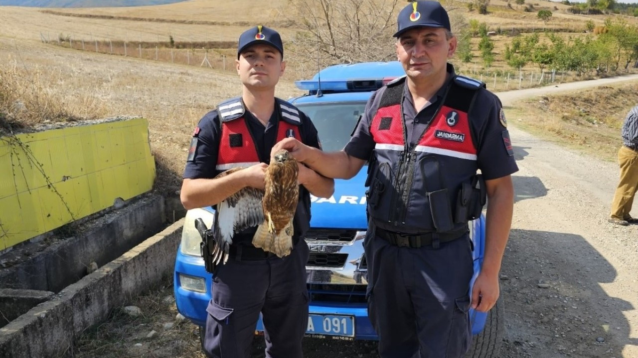 Yaralı bulunan kızıl şahin tedavi edilecek