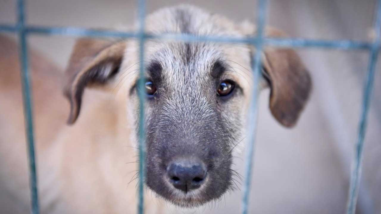 Mersin Büyükşehir Belediyesi 52 köpek ve 32 kediyi sahiplendirdi