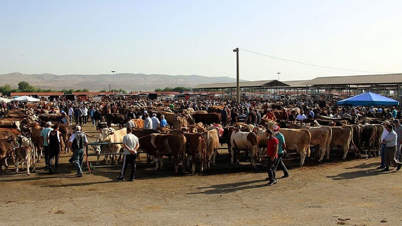 Osmaniye'de 'mavi dil' paniği: Hayvan satışı durduruldu