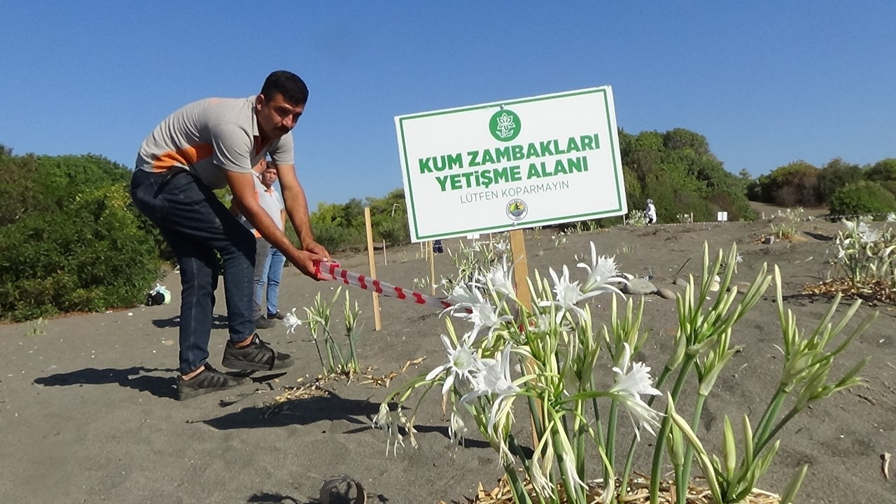 Mersin'de zambaklara sıkı koruma: Güvenlik şeridi çekildi