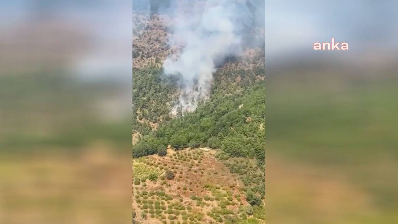 İzmir Kemalpaşa'da orman yangını