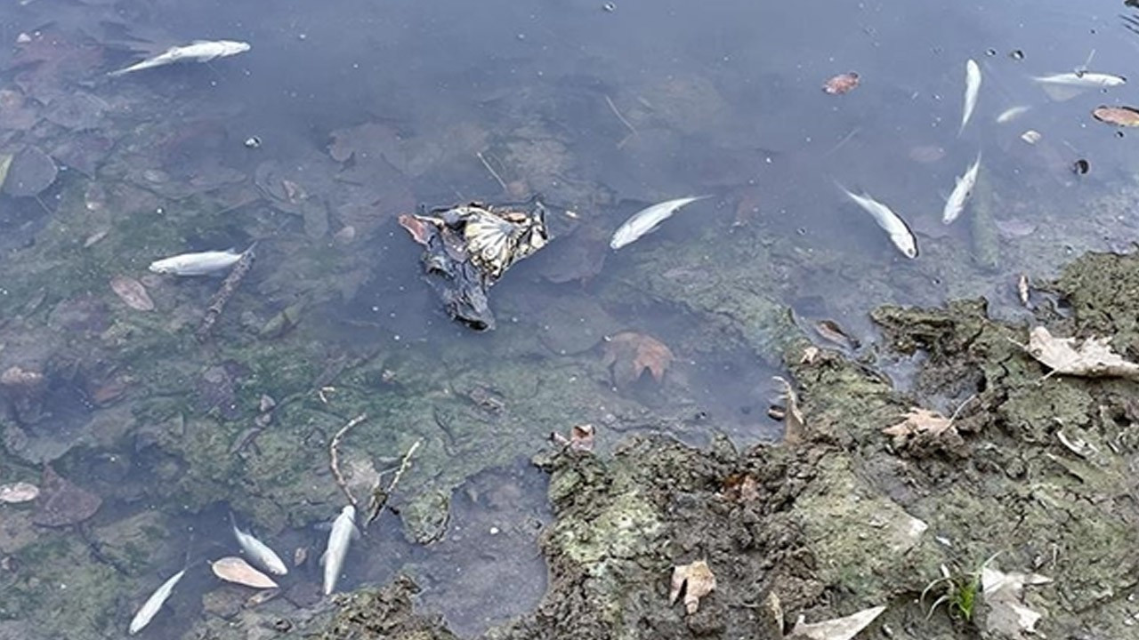 Bartın Irmağı'ndaki kirlilik ve balık ölümleri incelemeye alındı