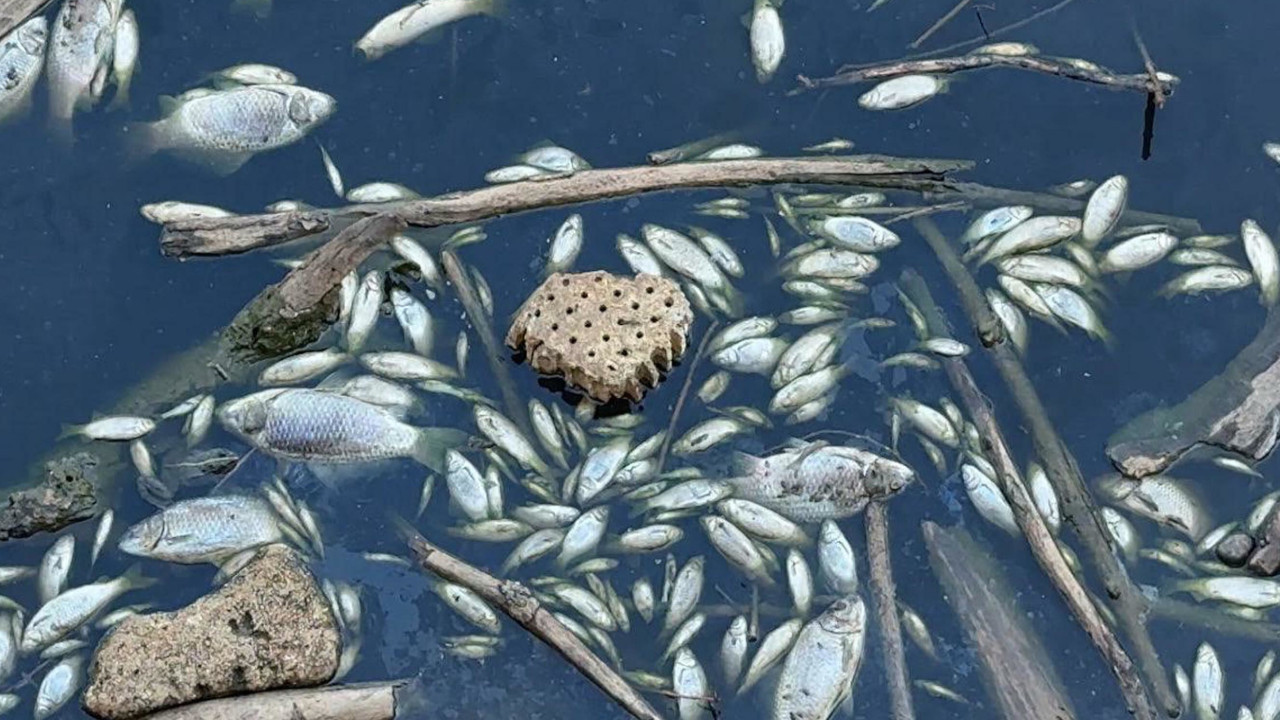 Gediz Nehri'nde toplu balık ölümleri görüldü