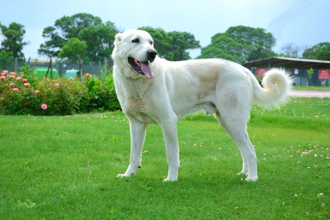 Küresel ısınma Sivas'ın dünyaca ünlü Kangal köpeklerini de vurdu - Sayfa 1