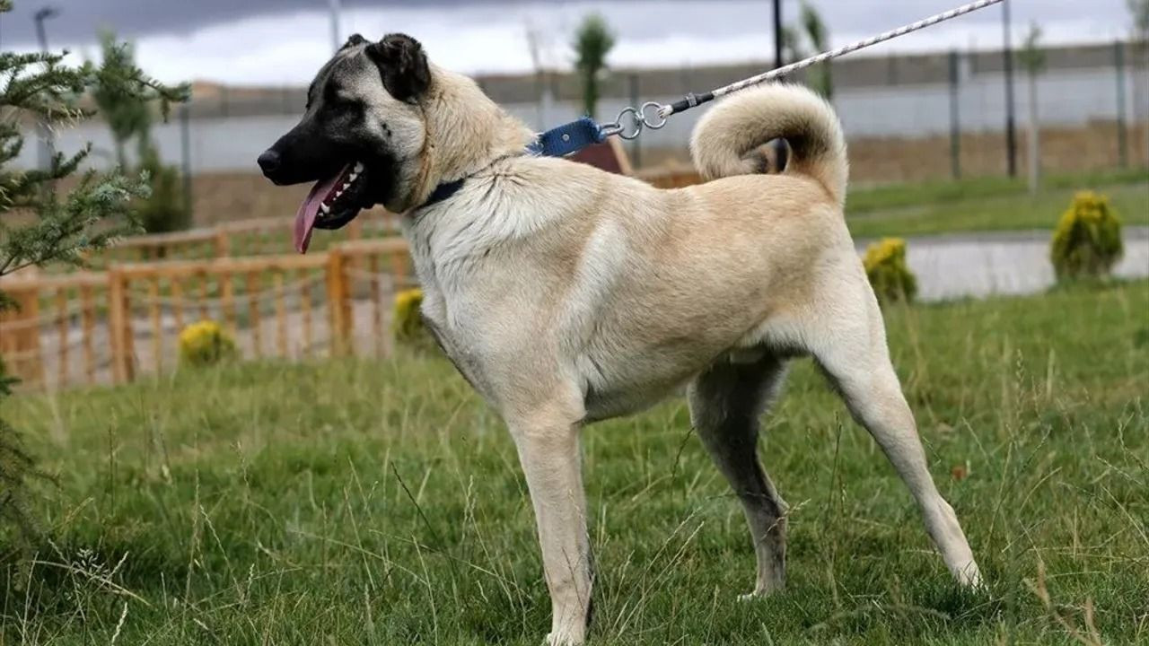 Küresel ısınma Sivas'ın dünyaca ünlü Kangal köpeklerini de vurdu - Sayfa 2