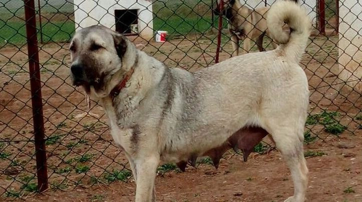 Küresel ısınma Sivas'ın dünyaca ünlü Kangal köpeklerini de vurdu - Sayfa 3