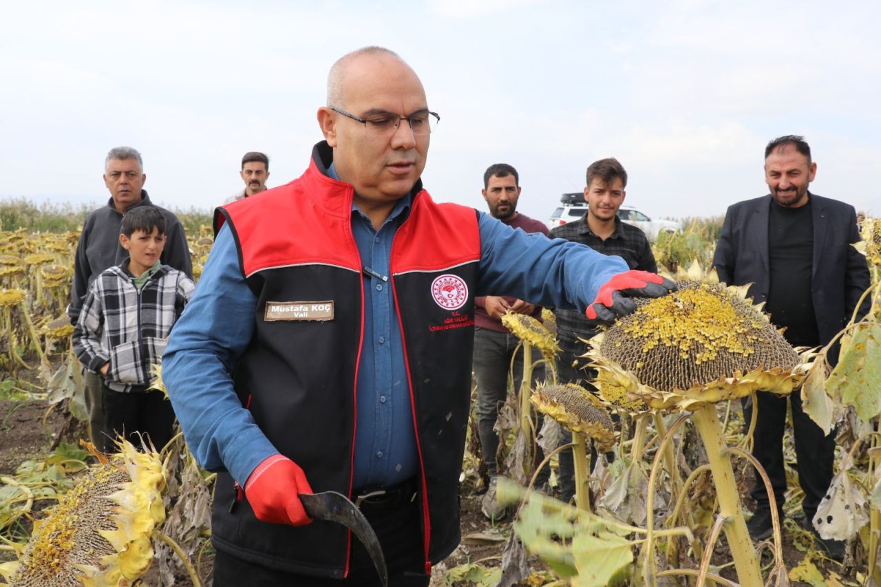 Ağrı Ovası'nda ayçiçeği hasadı - Sayfa 4